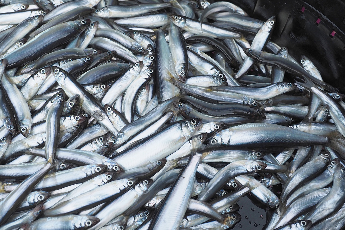 魚魯魚魯 旬の食材 アユゴ