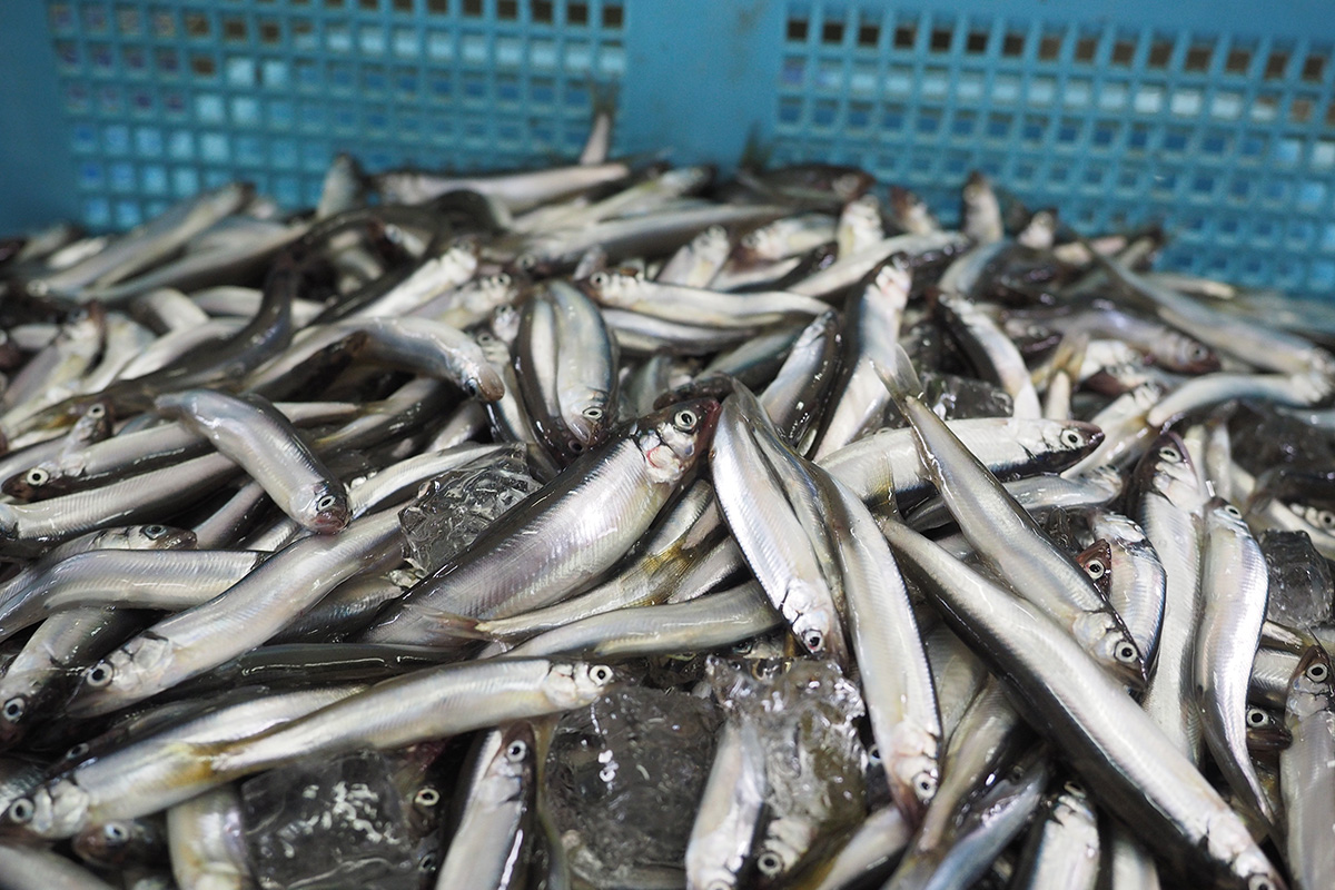 魚魯魚魯 旬の食材 アユゴ