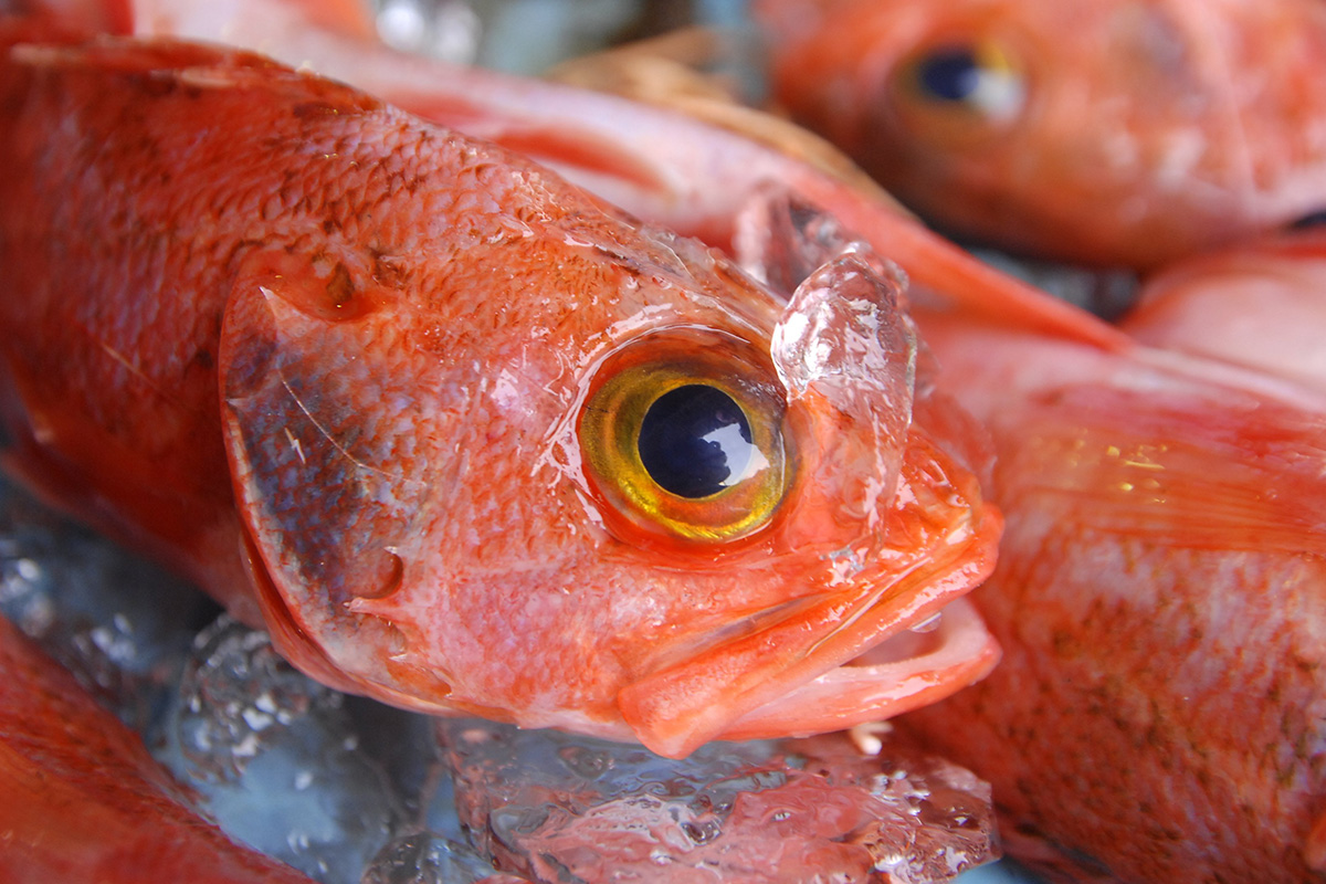 魚魯魚魯 旬の食材 チョウカ