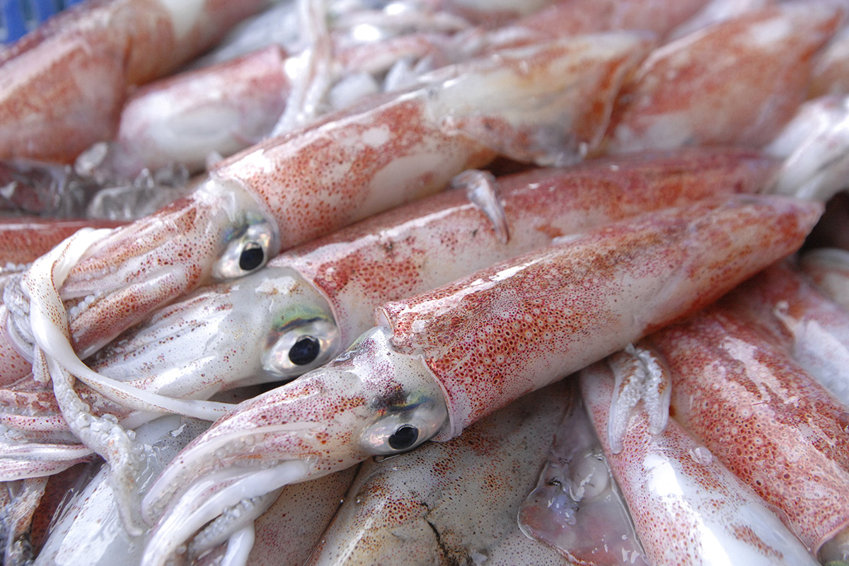 魚魯魚魯 旬の食材 ヒイカ