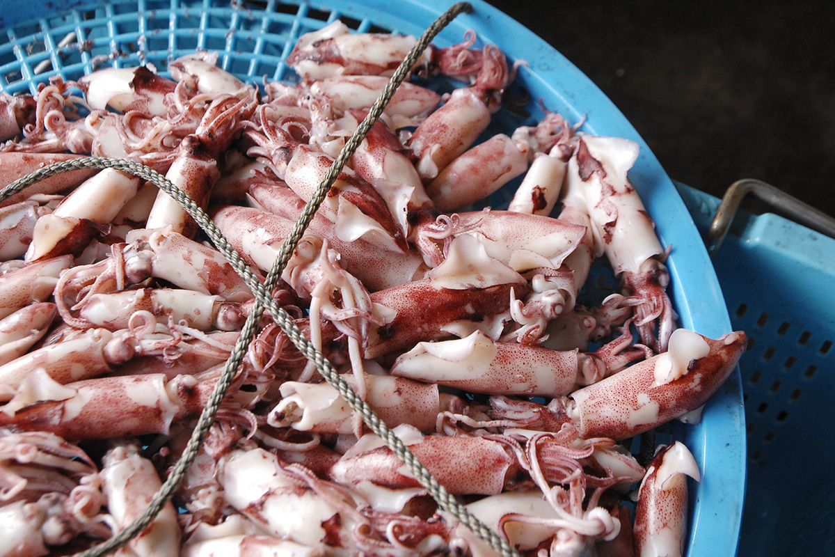魚魯魚魯 旬の食材 ヒイカ