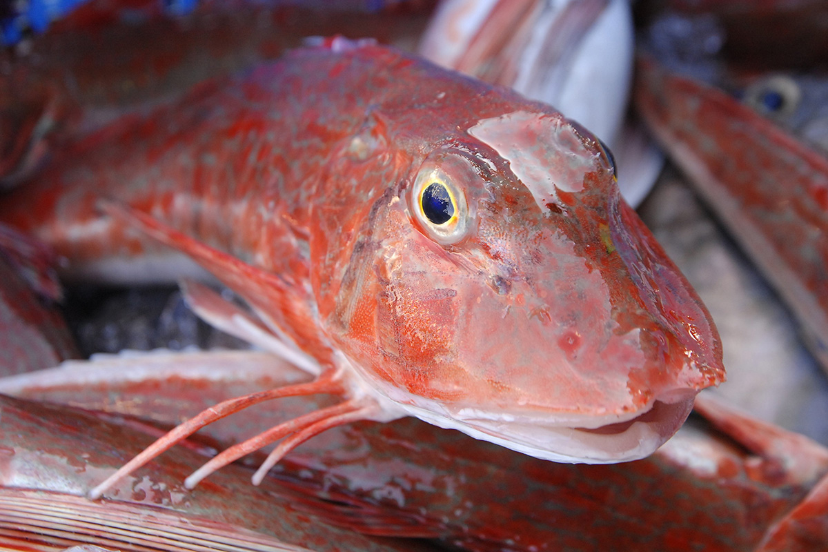 魚魯魚魯 旬の食材 ホウボウ