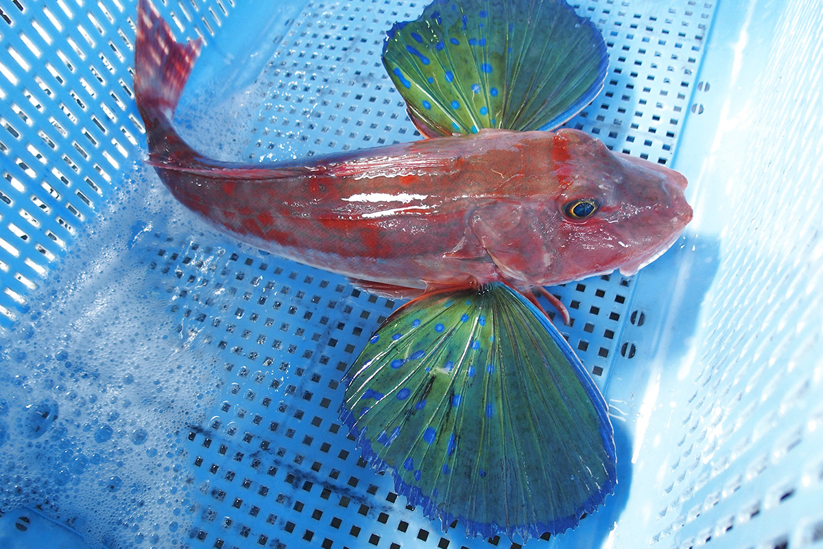 魚魯魚魯 旬の食材 ホウボウ