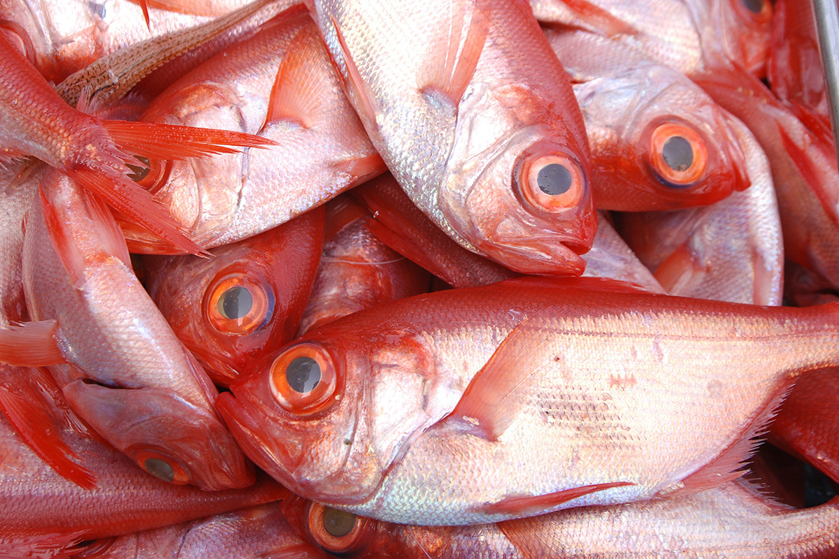 魚魯魚魯 旬の食材 金目鯛