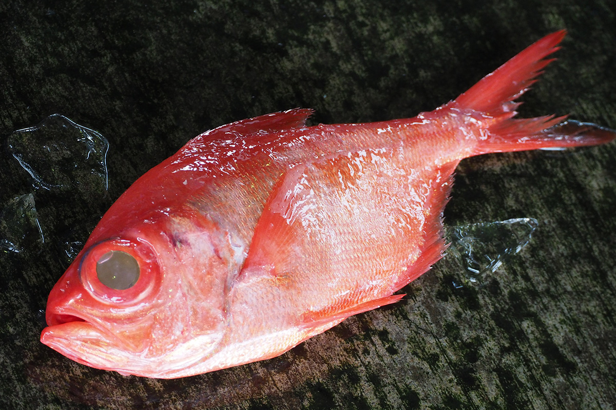 魚魯魚魯 旬の食材 金目鯛