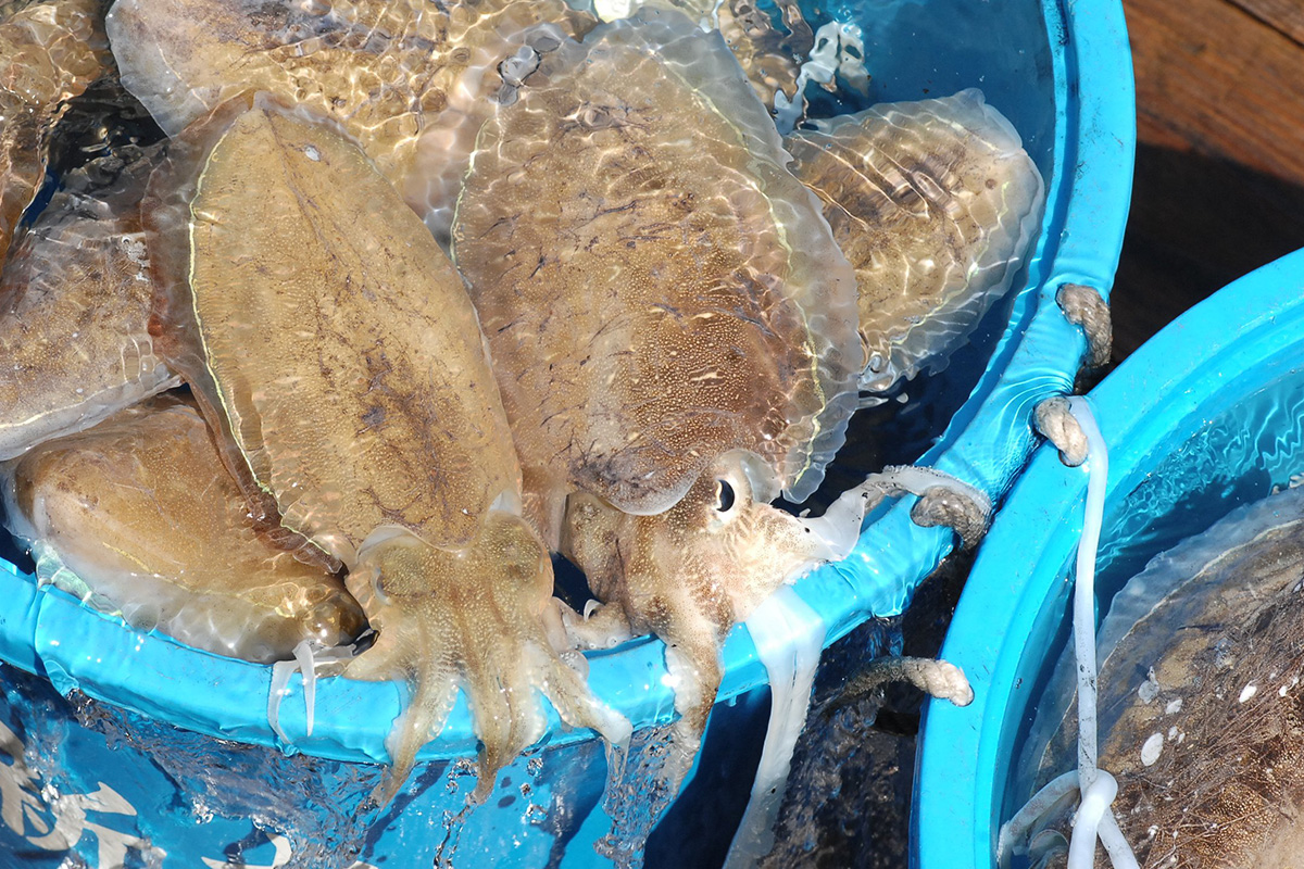 魚魯魚魯 旬の食材 モンコウイカ
