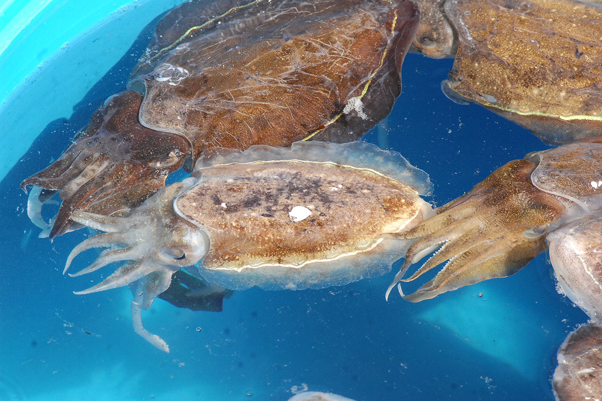 魚魯魚魯 旬の食材 モンコウイカ