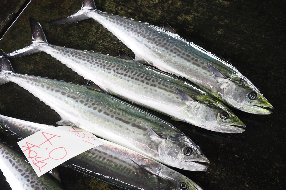 魚魯魚魯 旬の食材 サワラ