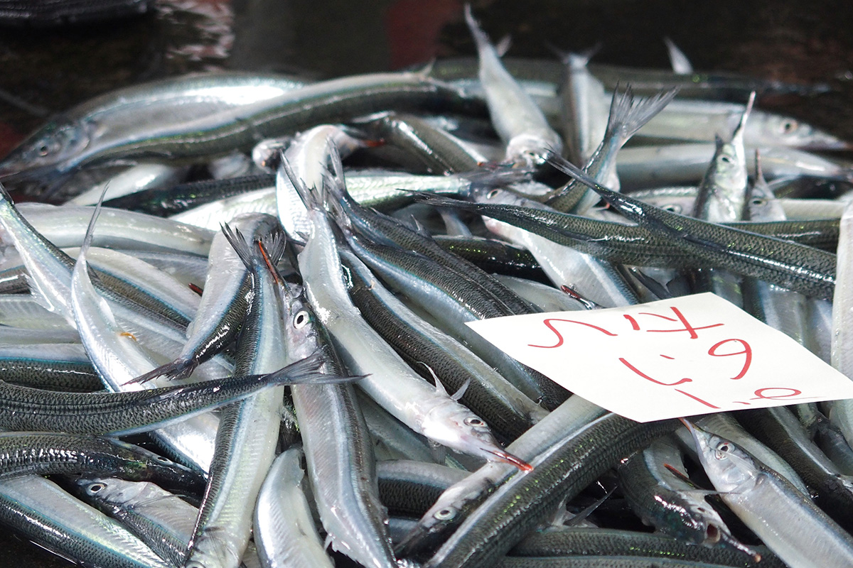 魚魯魚魯 旬の食材 サヨリ