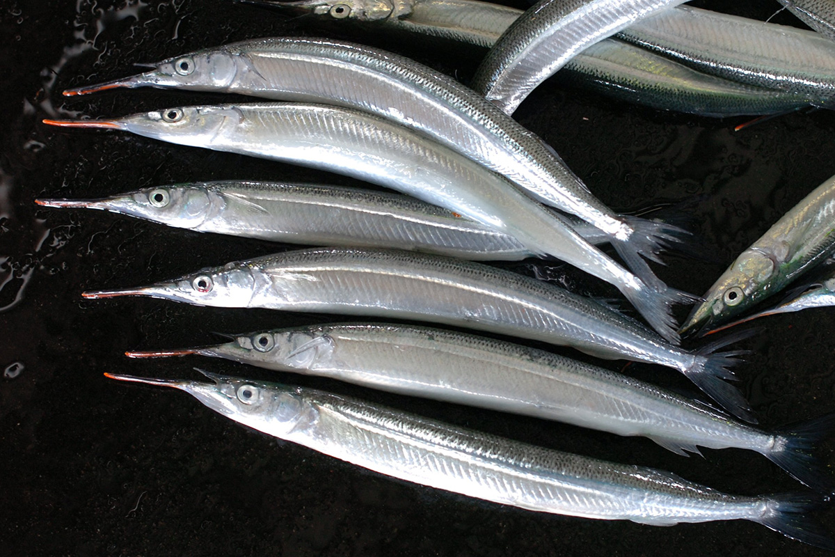 魚魯魚魯 旬の食材 サヨリ