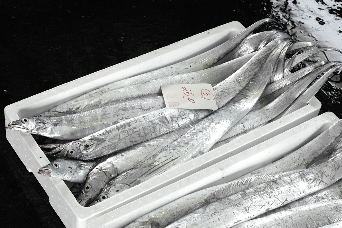 魚魯魚魯 旬の食材 タチウオ
